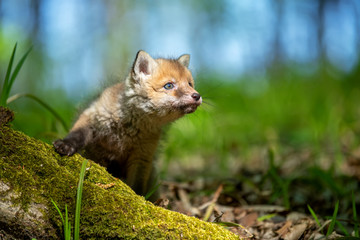 Red fox, vulpes vulpes, small young cub in forest