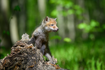 Red fox, vulpes vulpes, small young cub on stump