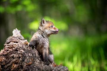 Red fox, vulpes vulpes, small young cub on stump
