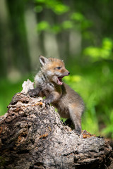Fototapeta premium Red fox, vulpes vulpes, small young cub on stump