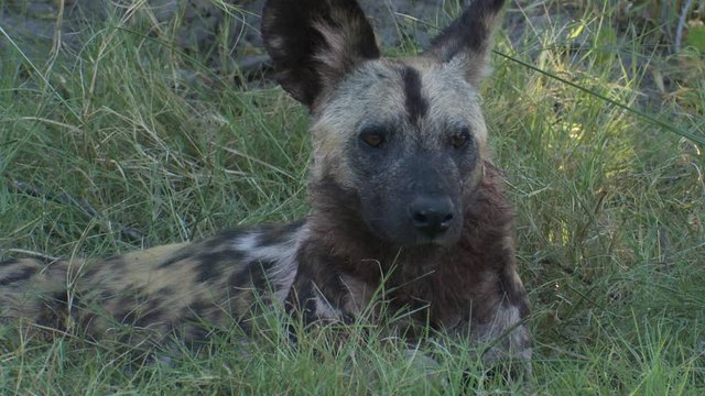 Cute African Wild dog rolling in grass is attentive to nearby sounds
