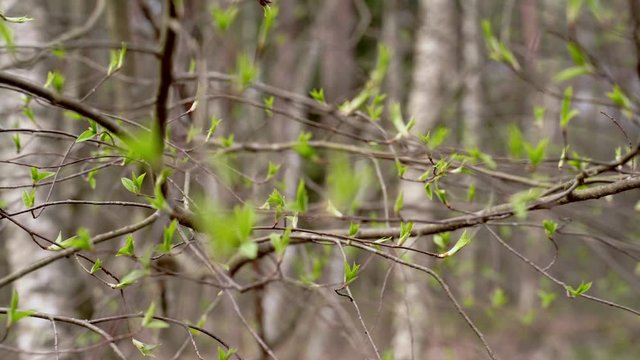 Estonia, spring, branch with small green leaves. Birches at background. Panorama to left.