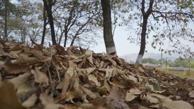 Caminando a trav&eacute;s de las hojas de oto&ntilde;o en un parque con &aacute;rboles altos.