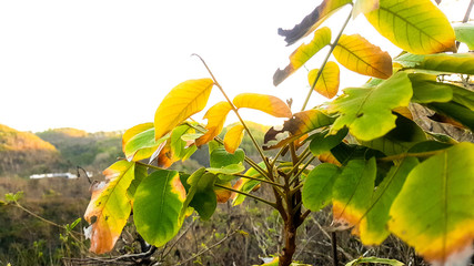 yellow autumn leaves