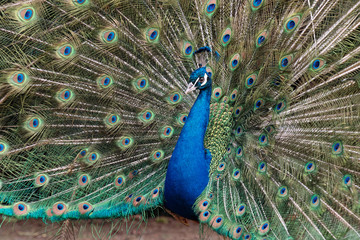 Naklejka premium Close up of beautiful peacock is flaunting its tails.