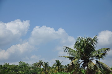 Naklejka premium coconut trees against blue sky