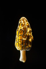Delicious Morel Mushroom on Black