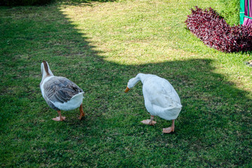 Ducks are Walking In the green resort Garden of Ooty
