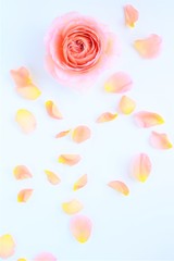 Fototapeta premium ピンクの薔薇の花びら、白背景