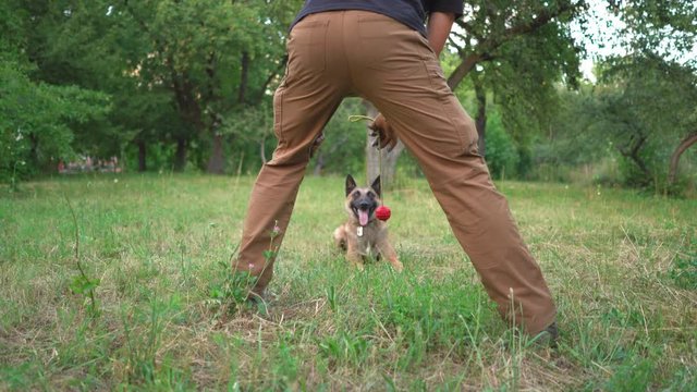 A Trainer Trains A Dog With A Red Ball On A Rope. A Large Dog Is Training Outdoors In A Park. Dog Training Concept Video Prores 422