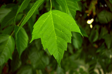 green leaves of a tree