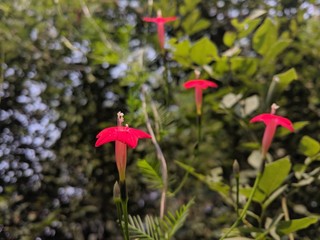 wildflowers