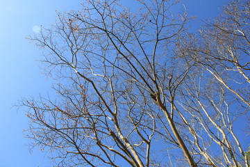 すっかり葉の落ちたサルスベリの木と青空