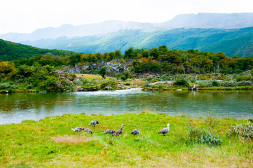 Magellan Geese - Bahia Lapataia - Argentina