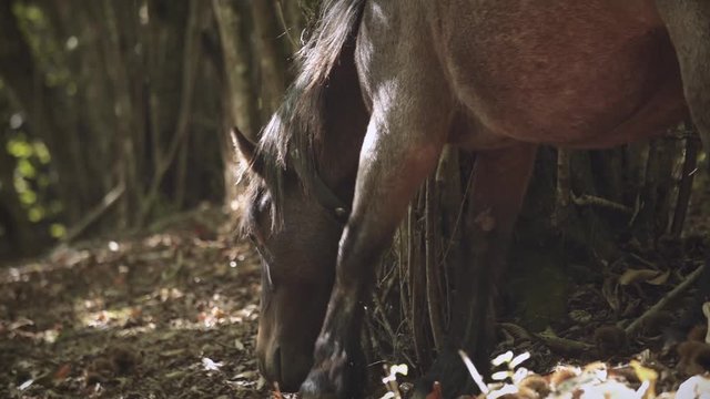 A Horse Smelling The Path Through The Woods In The Forest - closeup slowmo