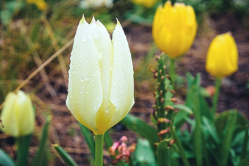 Tulipes sous la pluie .