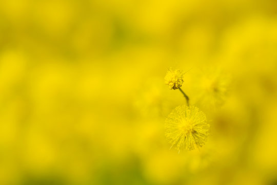 Flor amarilla de Aromo