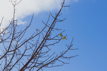 bare tree branches with only a handful of autumn leaves left hanging with contrasty weather behind them