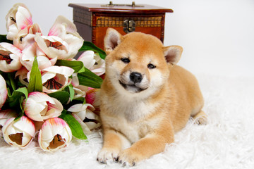 Shiba Ini 's red-haired puppy lies on a soft white blanket
