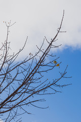 bare tree branches with only a handful of autumn leaves left hanging with contrasty weather behind them
