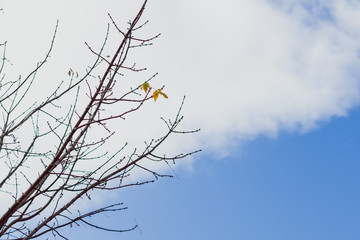 bare tree branches with only a handful of autumn leaves left hanging with contrasty weather behind them