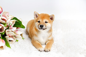 Shiba Ini 's red-haired puppy lies on a soft white blanket, isolated against a white background. tulip flowers are near. Look afar. Cute puppy. Friend. copy space