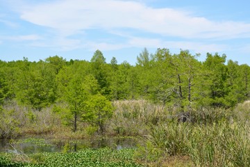 Obraz premium Day at the swamp