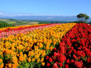 富良野の色鮮やかな花畑