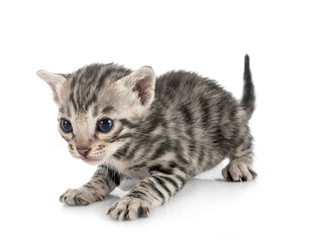 Obraz premium kotek bengalski w studio