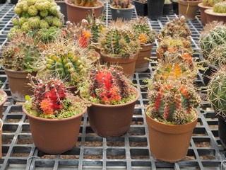 Fototapeta na wymiar Colorful Gymnocalycium Hybrid f. vaiegata blossom in flower pots with many cactus blurred in background.