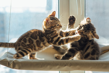 Two cute bengal kittens gold and chorocoal color laying on the cat's window bed playing and...