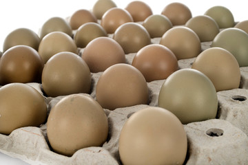 pheasant eggs in studio