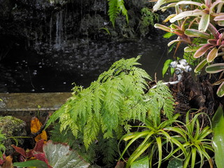 fresh and wet fern plant in garden with waterfall blurred in background.