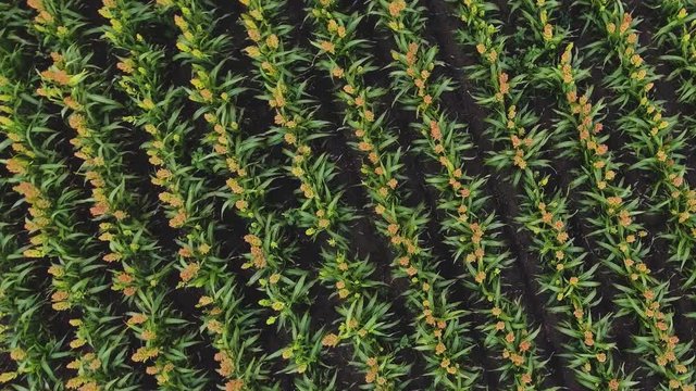 Aero Flight over the sorghum field