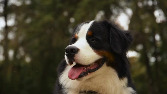 Bernese mountain dog into the woods