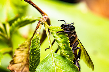 Naklejka premium Wasp is resting on a green leaf