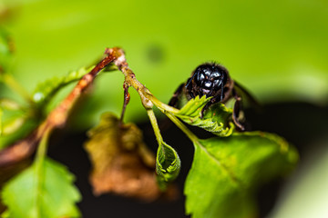 Fototapeta premium Wasp is resting on a green leaf