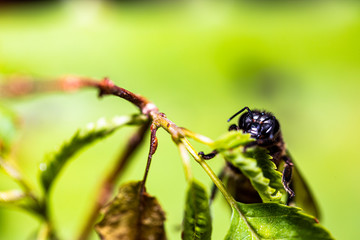 Wasp is resting on a green leaf