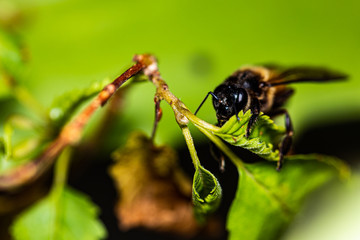 Wasp is resting on a green leaf
