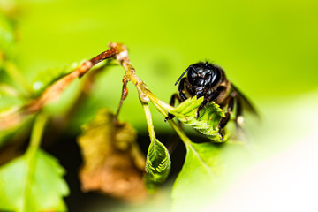 Wasp is resting on a green leaf