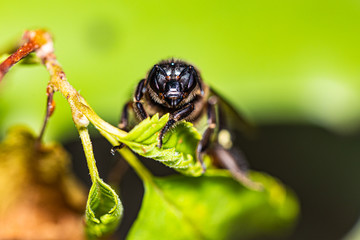 Wasp is resting on a green leaf