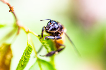 Wasp is resting on a green leaf