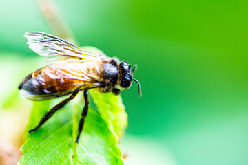 Wasp is resting on a green leaf