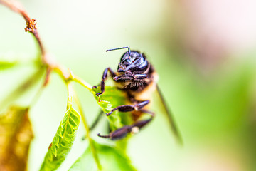 Wasp is resting on a green leaf