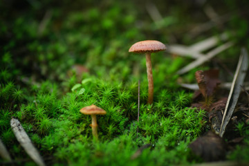 mushroom in the forest