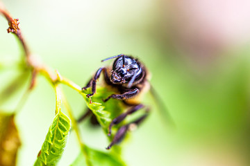 Wasp is resting on a green leaf