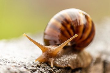 snail on the road