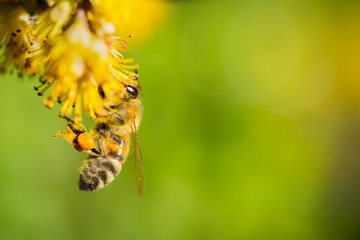 bee on a flower