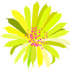 Yellow cactus flower isolated White background