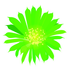 Green cactus flower isolated White background